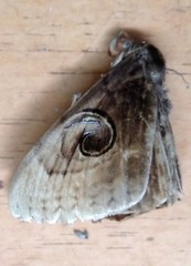 Spirama
