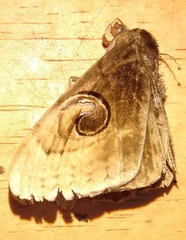 Spirama