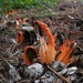 Clathrus bicolumnatus - Photo (c) Masaki Hamaguchi, osa oikeuksista pidätetään (CC BY-NC), lähettänyt Masaki Hamaguchi