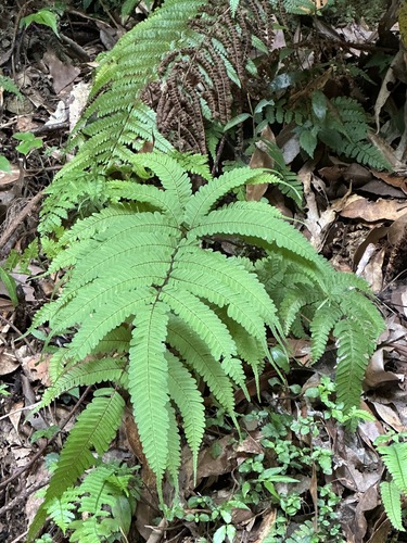 Pteris setulosocostulata, photograph 4