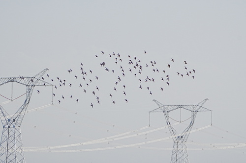 Pallas's Sandgrouse