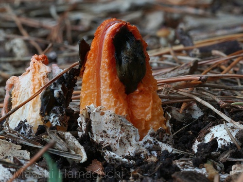 Clathrus bicolumnatus