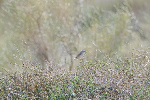 Asian Desert Warbler