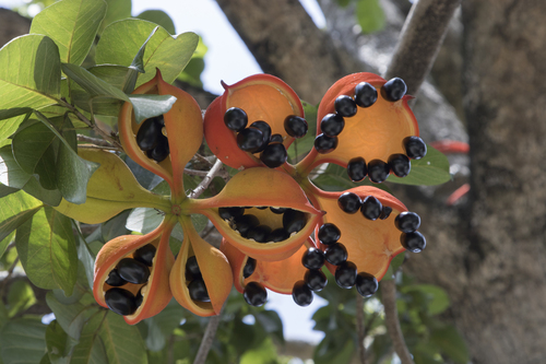 Sterculia balanghas L. 4