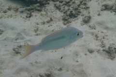 Lethrinidae