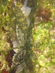 Istiblennius