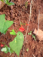 Ipomoea indivisa