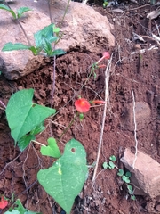 Ipomoea indivisa