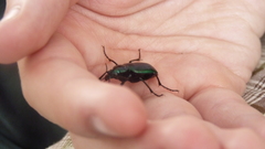 Calosoma granatense