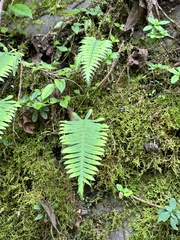 Goniophlebium formosanum