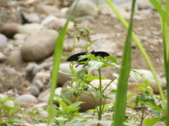 Papilio nephelus chaonulus