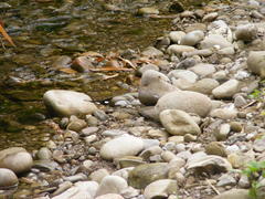 Papilio nephelus chaonulus