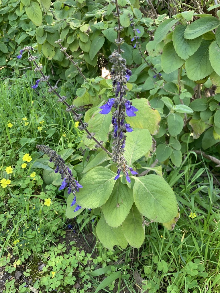 Coleus barbatus, Distillery Road, Stellenbosch, WC, ZA
