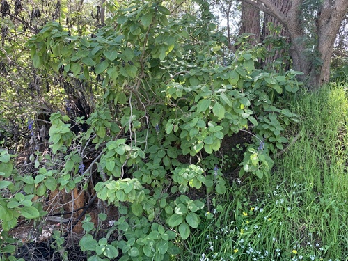 Coleus barbatus