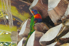 Trichoglossus moluccanus