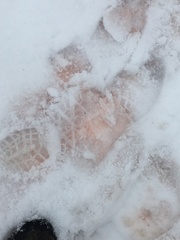 Chlamydomonas nivalis