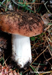 Heterophyllidia