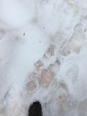 Chlamydomonas nivalis