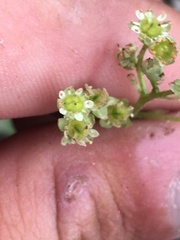 Micranthes oregana
