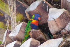 Trichoglossus moluccanus