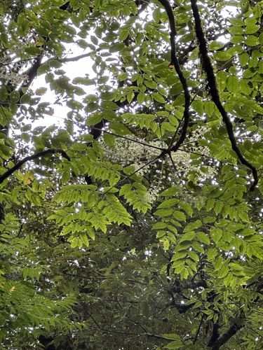 Image of Aralia decaisneana by (c) Kiwi Shen, some rights reserved (CC BY)