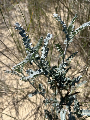 Image of Lessertia canescens by (c) Christina, some rights reserved (CC BY)