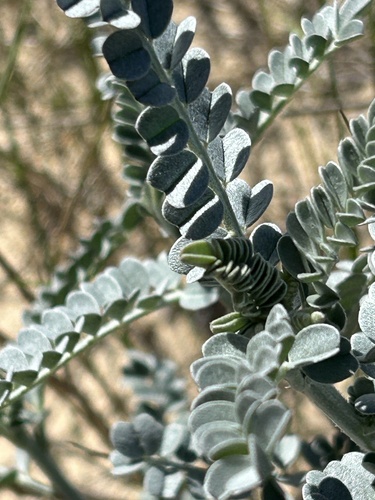 Image of Silver Cancerbush (Lessertia canescens) by (c) Christina, some rights reserved (CC BY)