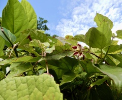 Seema Merchant, CC BY, iNaturalist via GBIF Cynanchum annularium, photograph Seema Merchant, CC BY, iNaturalist via GBIF