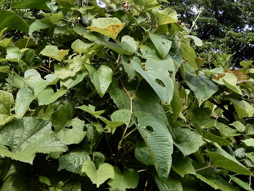 Cynanchum annularium, photograph 4