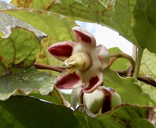 Cynanchum annularium, photograph 2