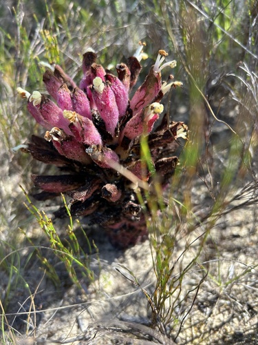 Image of Hyobanche robusta by (c) Christina, some rights reserved (CC BY)