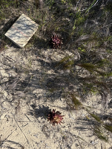 Image of Hyobanche robusta by (c) Christina, some rights reserved (CC BY)