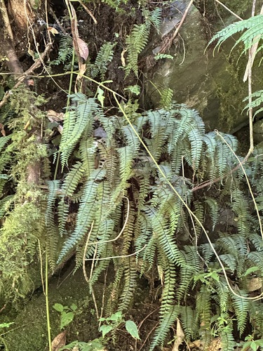 Hymenasplenium filipes, photograph 1