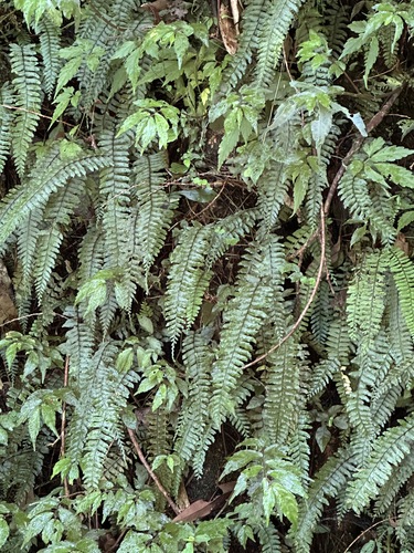 Hymenasplenium filipes, photograph 2