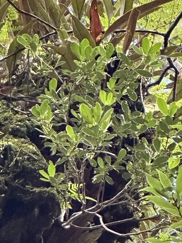 Rhododendron kawakamii