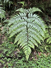 Diplazium kawakamii