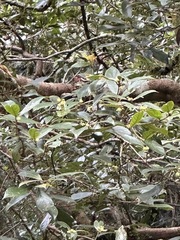 Actinodaphne mushaensis, photograph (c) Kiwi Shen, some rights reserved (CC BY)