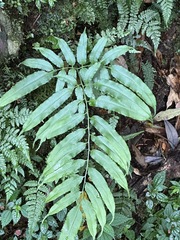 Coniogramme intermedia, photograph (c) Kiwi Shen, some rights reserved (CC BY)