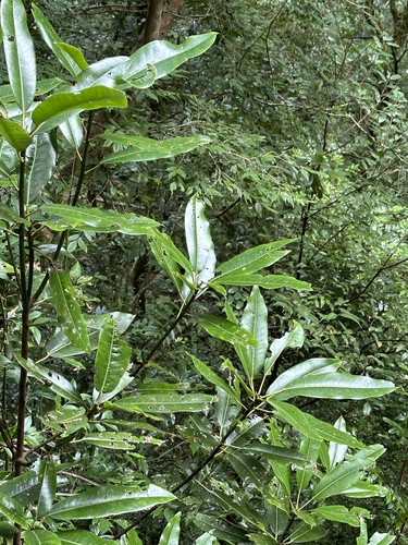 Redneck Rhododendron (Daphniphyllum himalense)