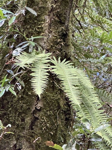 Image of Goniophlebium formosanum by (c) Kiwi Shen, some rights reserved (CC BY)
