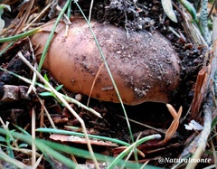 Heterophyllidia