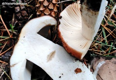 Heterophyllidia