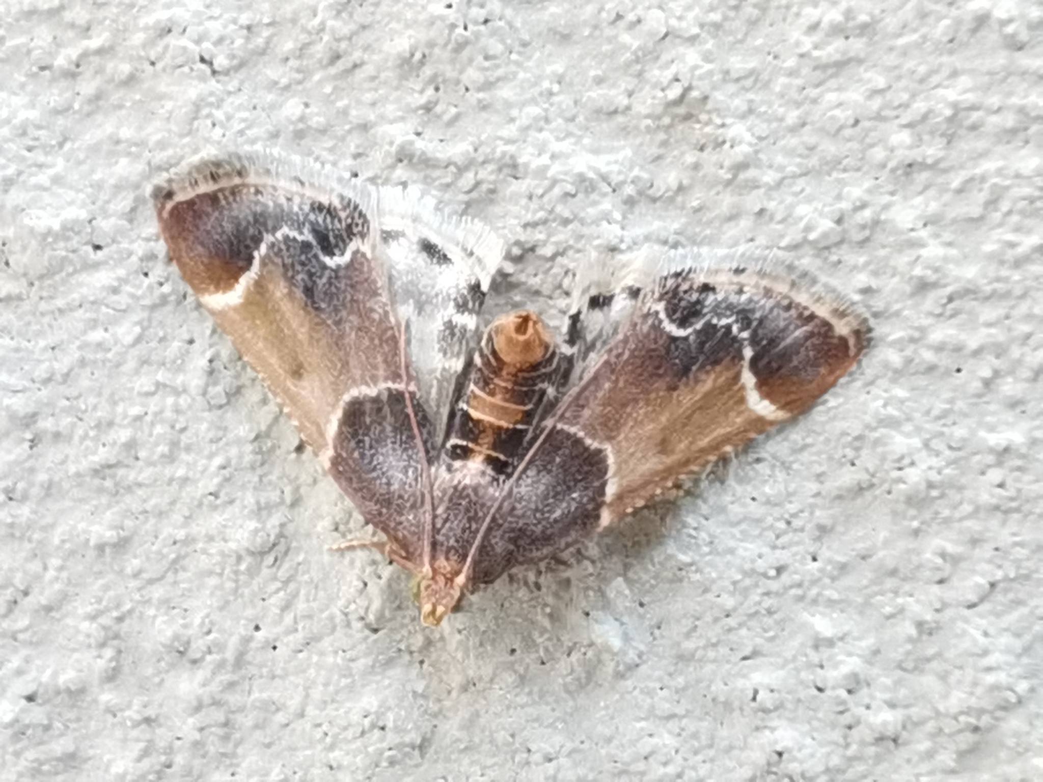 Polilla parda de la harina