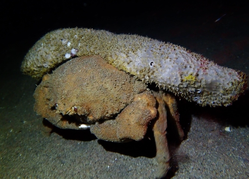 Dromiidae