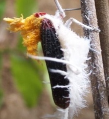 Cerogenes auricoma