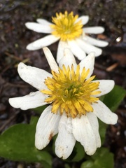Caltha leptosepala