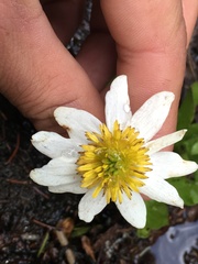 Caltha leptosepala