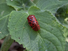 Homalostethus tabulatus