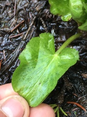 Caltha leptosepala