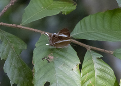 Abisara neophron